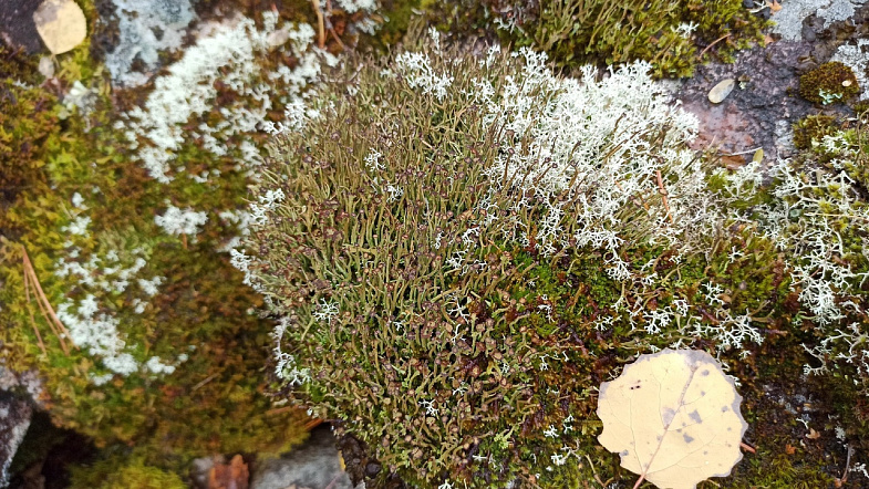 В Алтайском крае туристы смогут увидеть, как «текут» каменные реки