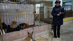 Житель краевой столицы содержал у себя полсотни собак