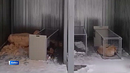 Бийчане записали видеообращение к властям с просьбой организовать нормальный пункт временного содержания собак