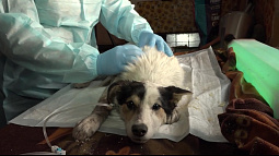 Власти Бийска готовы потратить 2,4 млн рублей на отлов бездомных животных