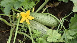 В мессенджере Telegram появился канал «Кабачки Алтай» для обмена урожаем