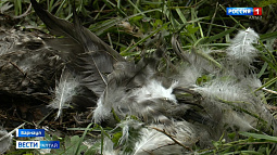 В Борзовой Заимке вновь выявлен случай нападения на домашнюю птицу