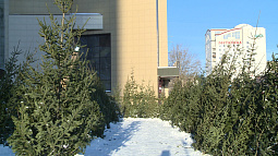 Сегодня в Барнауле откроются первые ёлочные ярмарки