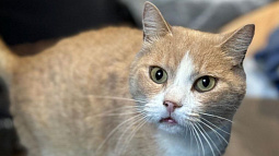 В Барнауле частный приют для животных «Бусинка» объявил сбор средств на покупку угля