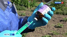 В Алтайском крае выявлены два новых случая бешенства