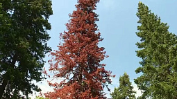 В Чарышском районе установлена карантинная зона из-за появления уссурийского  полиграфа