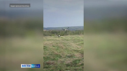 В Косихинском районе грибники запечатлели свадебный танец пары серых журавлей