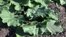 В Алтайском районе убирают урожай ценного «лекарственного сорняка» – лопуха 