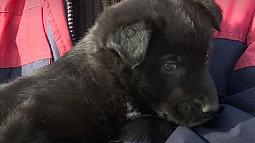 Первый штраф за самовыгул собаки мог бы получить житель Барнаула