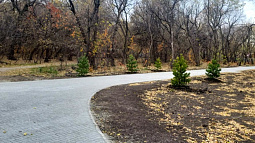 Первая аллея отцов появится в Алтайском крае