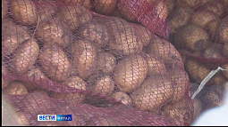 На продуктовой ярмарке в Барнауле можно будет купить фермерский картофель по 20 руб. за 1 кг