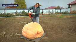Гигантскую тыкву вырастила жительница Михайловского района