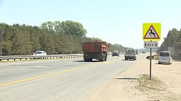 В Алтайском крае в этом году лоси спровоцировали 10 ДТП