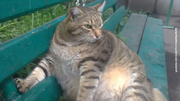 Самый толстый кот Бийска садится на диету