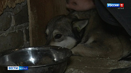 В Бийске защитники бездомных животных, по их словам, спасли собак, умиравших в пункте отлова