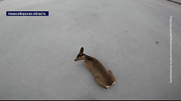 На сибирских озёрах застряли сотни косуль, мигрирующих в Казахстан