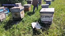 Сигналы о массовой гибели пчёл пришли сразу из трёх районов Алтайского края