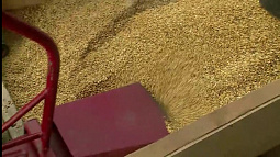 Новый элеватор за 5 млрд рублей собираются строить в Бийске