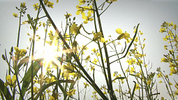 Россельхознадзор установил, что пчёлы в  Усть-Калманском и Петропавловском районах погибли из-за химии на полях