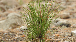 В городах и районах края садят деревья в память о погибших солдатах