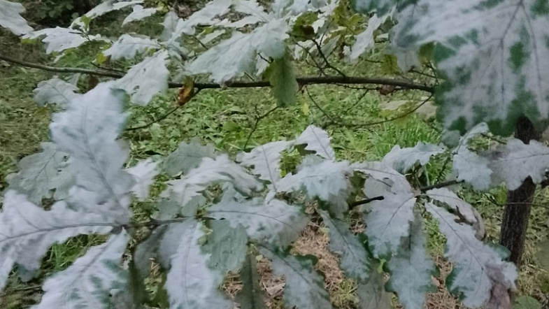 Барнаульцы обеспокоены состоянием деревьев в Мизюлинской роще