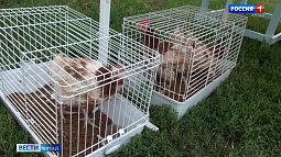 Специалисты трёх регионов приняли участие в учениях по птичьему гриппу