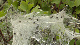 Предгорья в Чарышском округе обработали смертоносным для непарного шелкопряда защитным раствором 