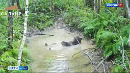 В Минприроды прокомментировали нашествие диких животных в Первомайском районе
