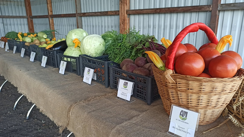 Опытный овощевод с Украины выращивает большие урожаи для санаториев Белокурихи