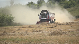 Алтайские аграрии уже начали убирать озимые