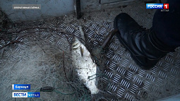 Полицейские региона подвели итоги операции «Путина»