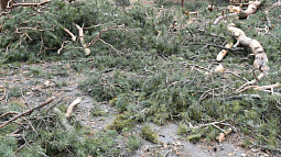 Ураган уничтожил несколько редких деревьев в барнаульском дендрарии