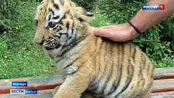 Несмотря на праздник и заботу, тигры всё ещё находятся под угрозой исчезновения