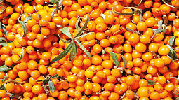 Сезон сбора облепихи начался в Алтайском крае