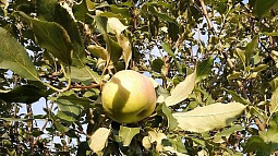 Два  новых сорта алтайских яблонь попали в государственный реестр селекционных достижений