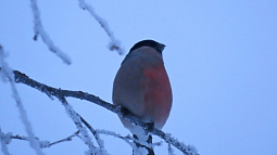 Наполовину – самец, наполовину – самка: жительница Заринского района сфотографировала необычного снегиря