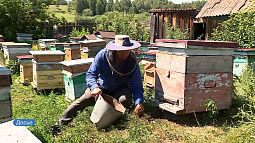 Специалисты обсудят, как избежать массовой гибели пчёл