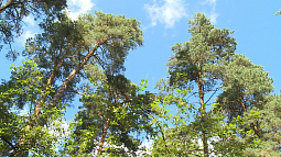 Как в Алтайском крае работает лесной проект по переработке углекислого газа?