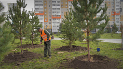 В Барнауле осенью планируют высадить ещё 450 деревьев
