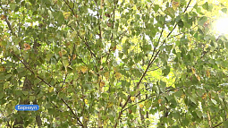 В Барнауле будет легче дышать