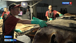 Заринский кожевенный завод вошёл в топ главных поставщиков сырья в своей нише на уровне России