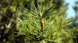 В барнаульском парке «Изумрудный» завершили сезон высадки крупномерных деревьев