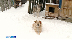 В приюте «Ласка» подвели итоги 2025 года