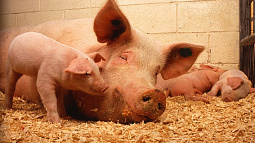 Рыбка для хрюшек: в Барнауле выпустили эффективную кормовую добавку  для свиней