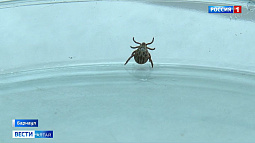 Энтомологи предупреждают: в этом году клещи на Алтае будут очень активными