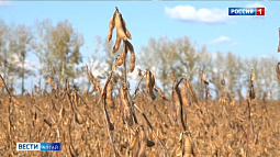 Аграрии с каждым годом отдают под рапс и сою всё больше площадей