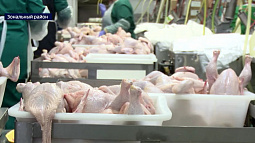 В Зональном районе запустили в работу шесть новых птичников