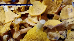 В Алтайском крае грибники вновь вышли на тихую охоту