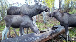На Алтае регистрируют рекордное количество косуль и лосей 