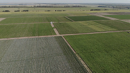 Фермеры из Рубцовского района выбросили 500 тонн капусты, прежде чем начали зарабатывать